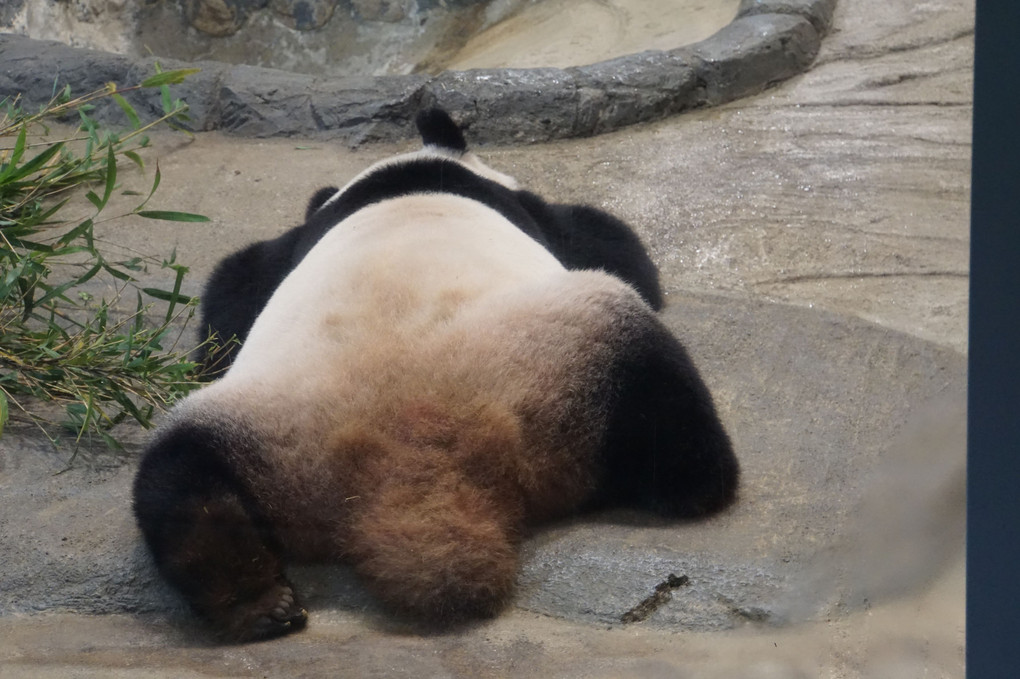 パンダ〜上野動物園