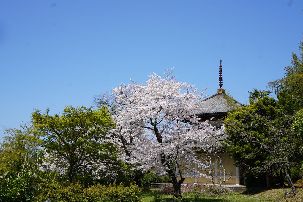 風景としての桜