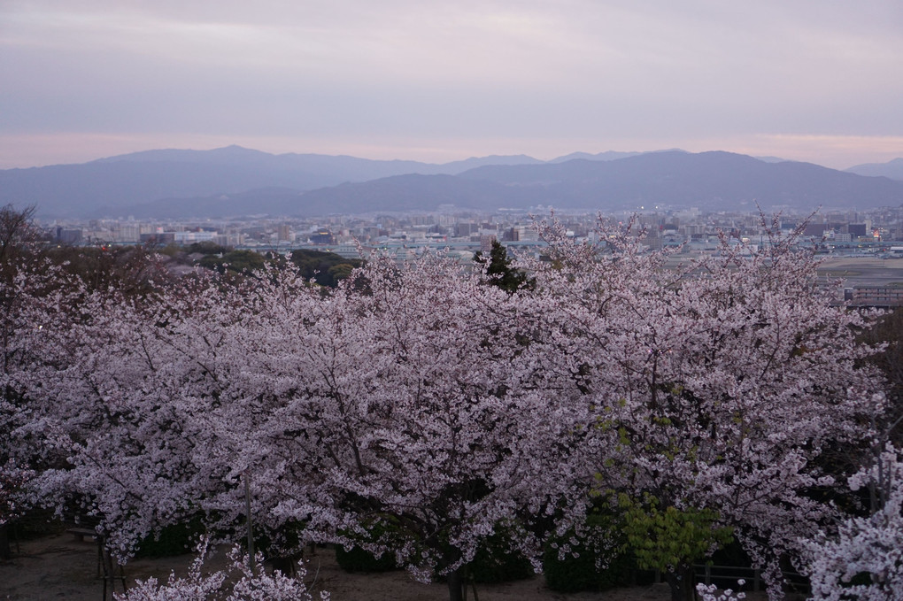 風景としての桜