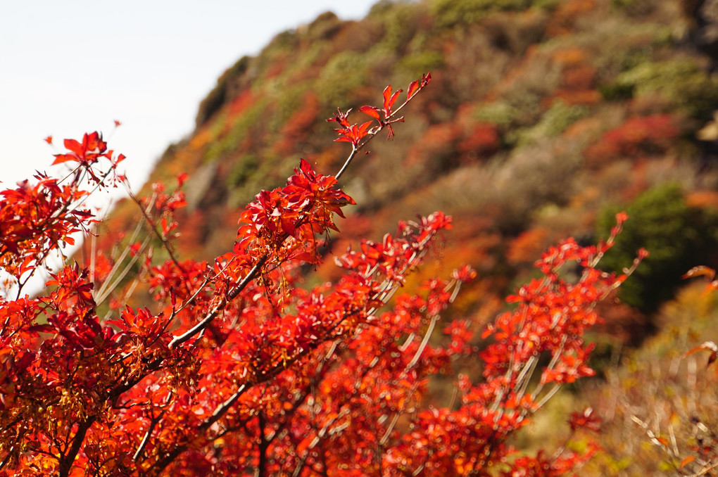 九重登山〜紅葉はいまいちだったが雲海が見えた