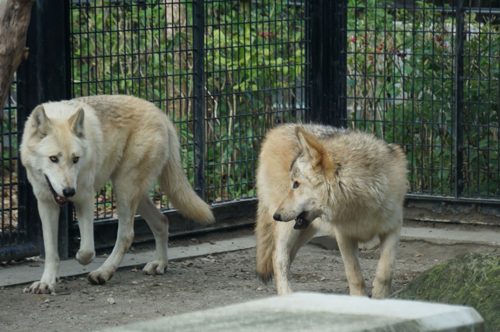 ジャガーと狼～平川動物園