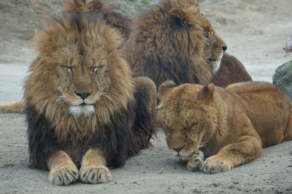 ライオンは群れで生活するので、いろいろあります