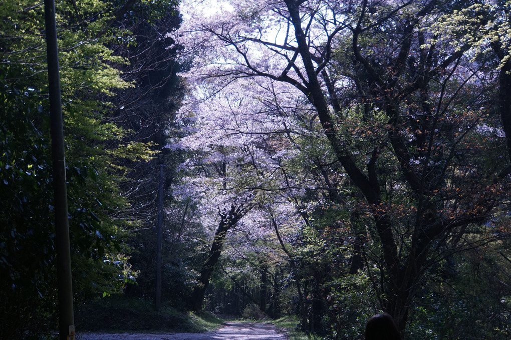 お寺ウォーキングで桜撮影