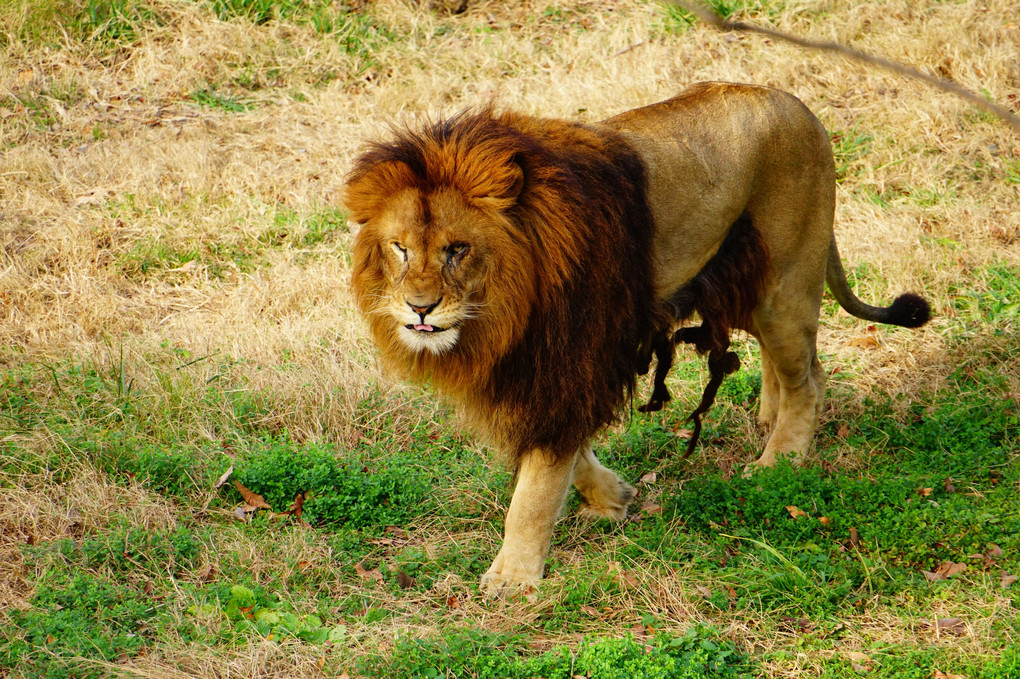 多摩のライオン
