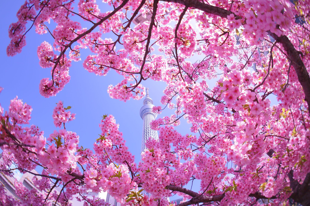 満開の河津桜とスカイツリー