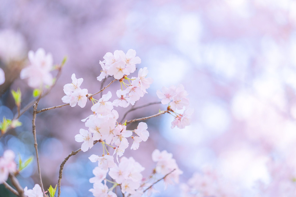 講師と行く 桜色を撮る@新宿の公園編