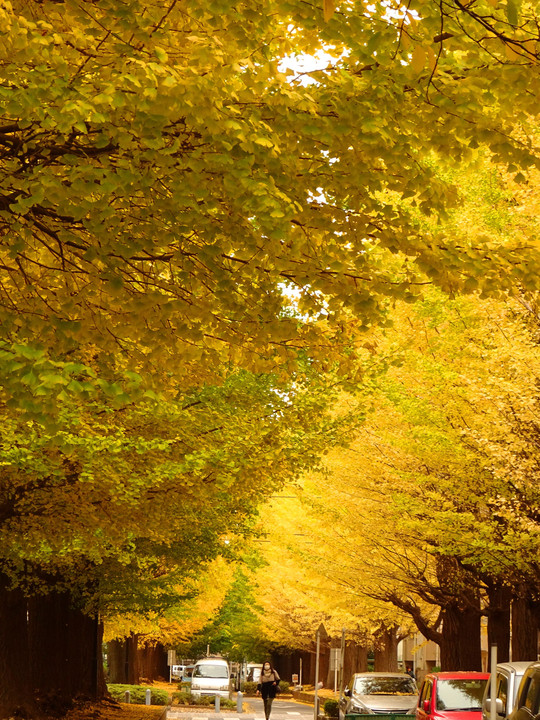 Autumn in Kodaira