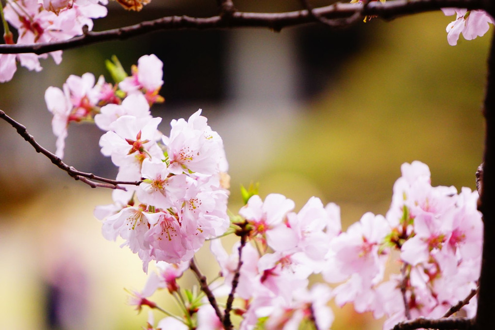 「講師と行く　桜色を撮る＠新宿の公園編」