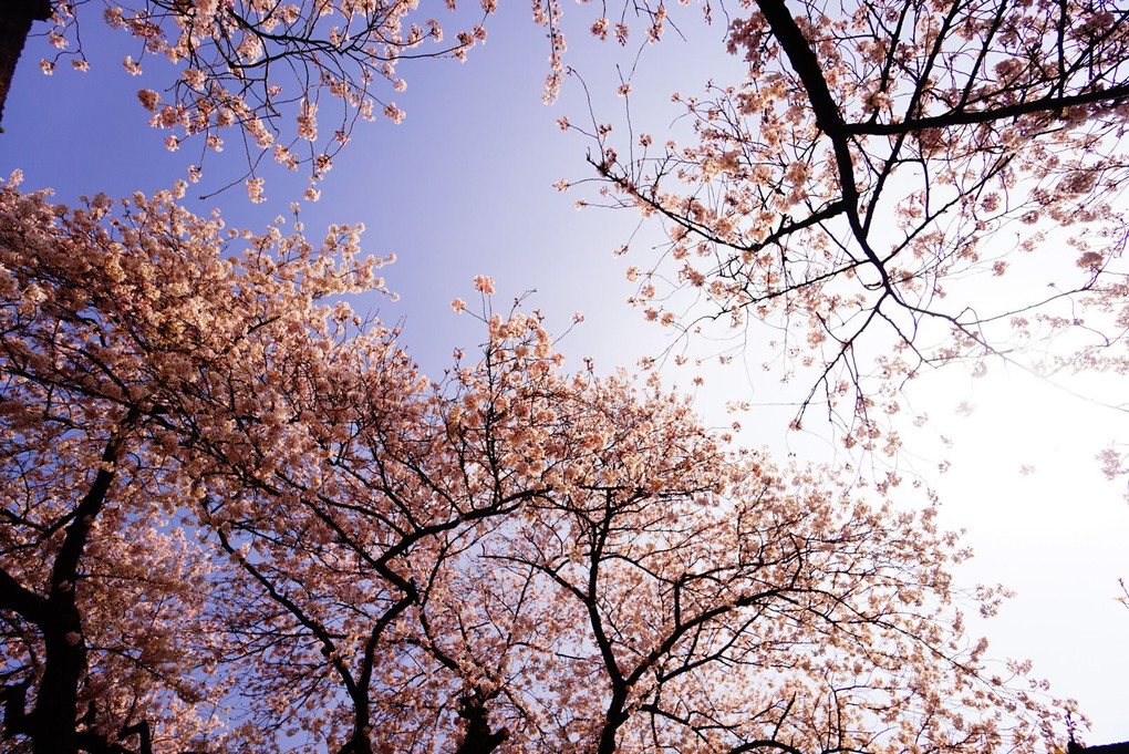 「桜色を撮る＠新宿の公園編」