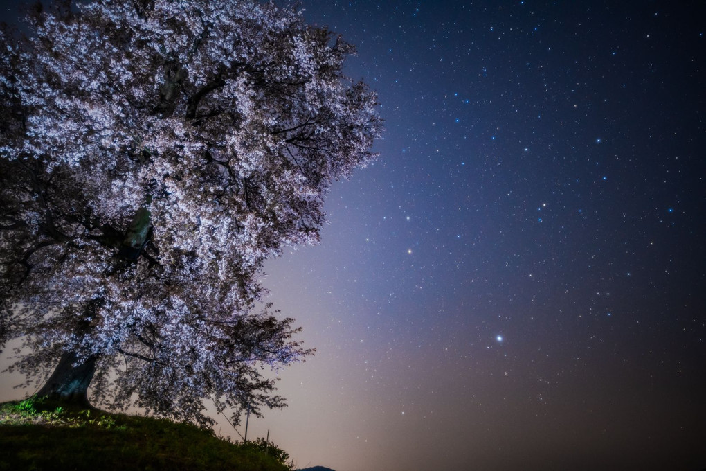 夜桜と星