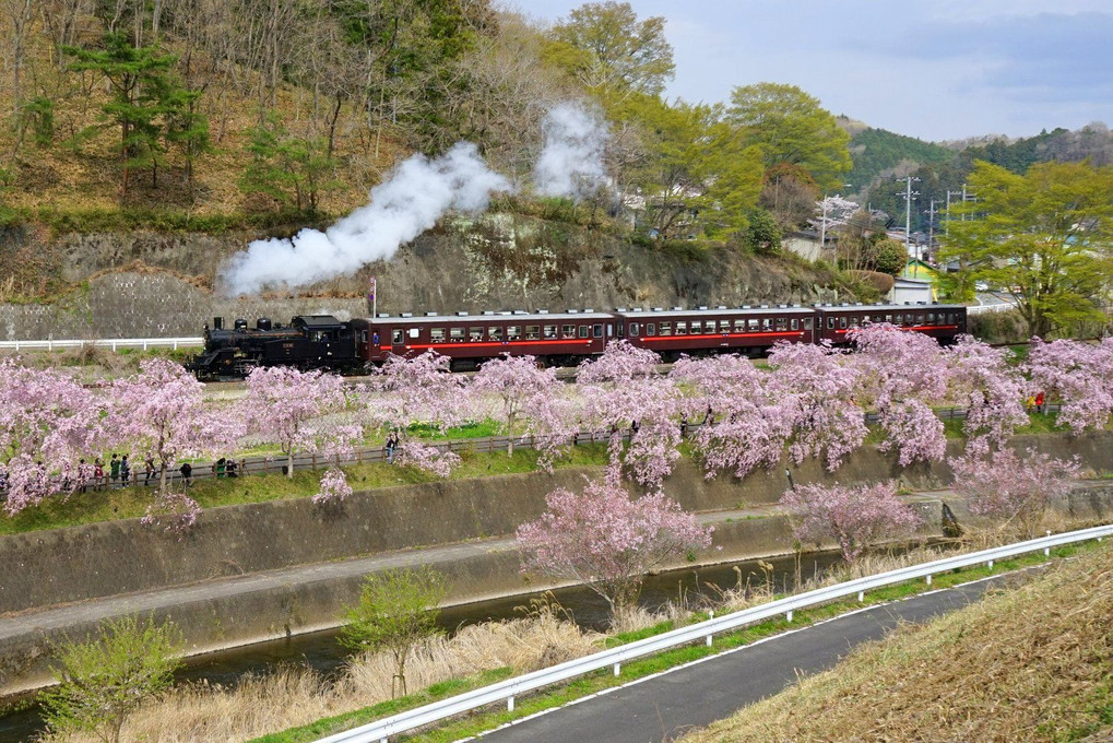 満開の しだれ桜を 下に見て 汽車の中では 呑み鉄かもね^^;？ 