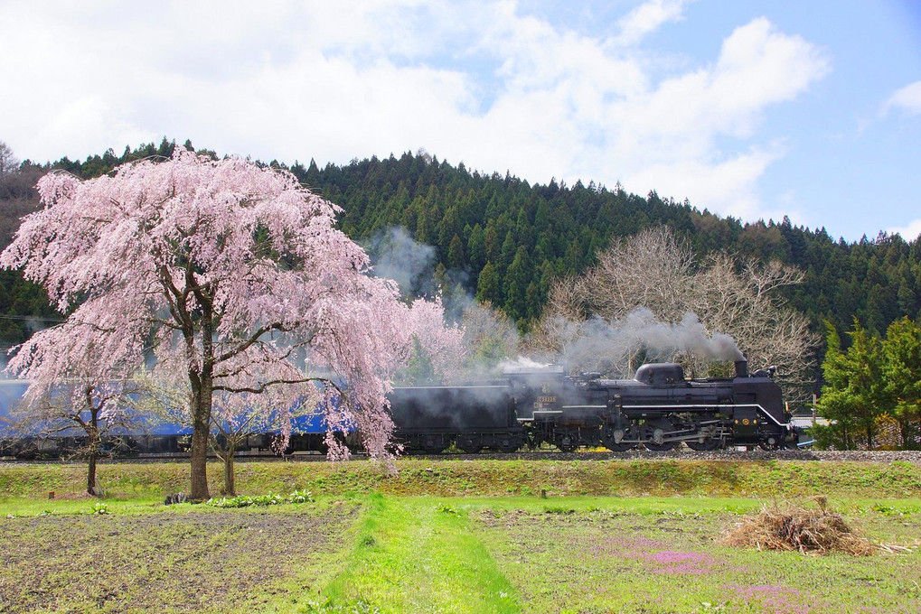 【撮れたて】「銀河号 しだれ桜と 最後の春を」　2023.4.16