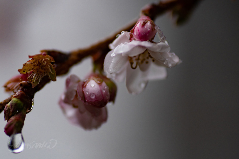 1月 氷雨に濡れる桜