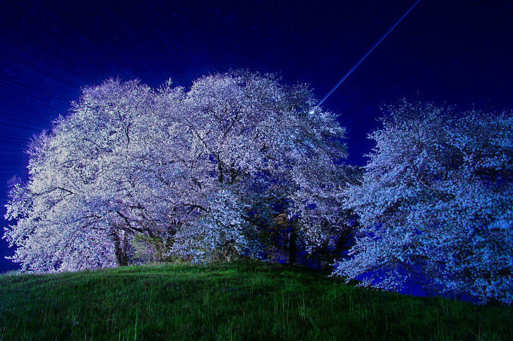 春風が通り抜ける夜桜と朝桜