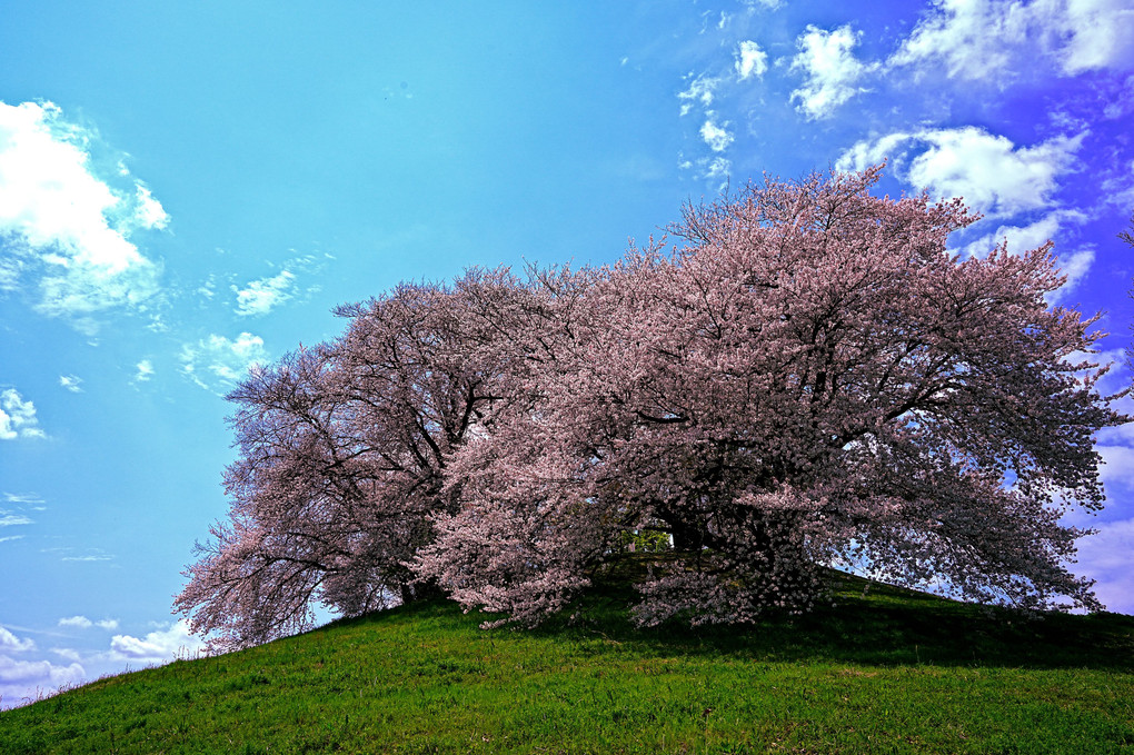 春風が通り抜ける夜桜と朝桜
