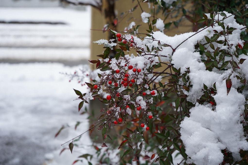 庭木に雪が･･･