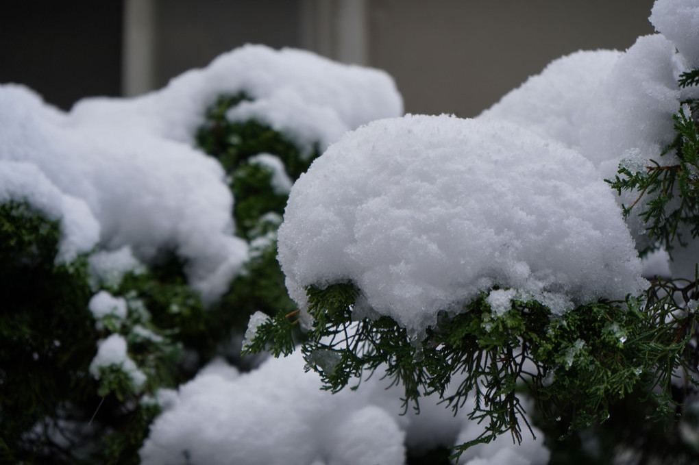 庭木に雪が･･･こんもり
