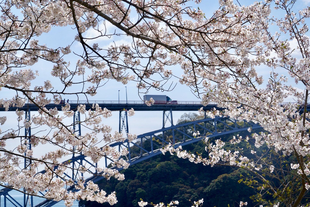 西海橋と桜