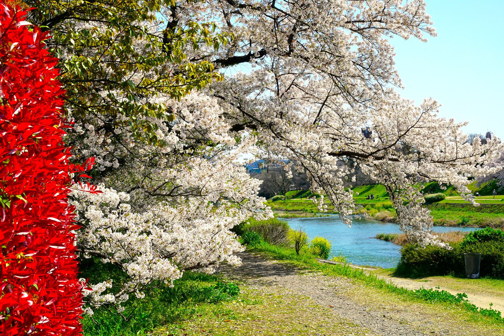 　好　天　の　春　　　加　茂　川　。