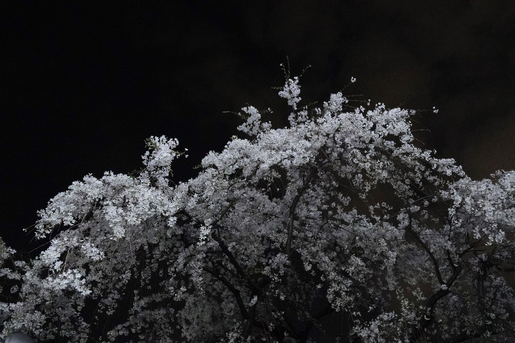 夜桜お七