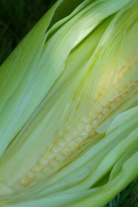 Young corn (2)