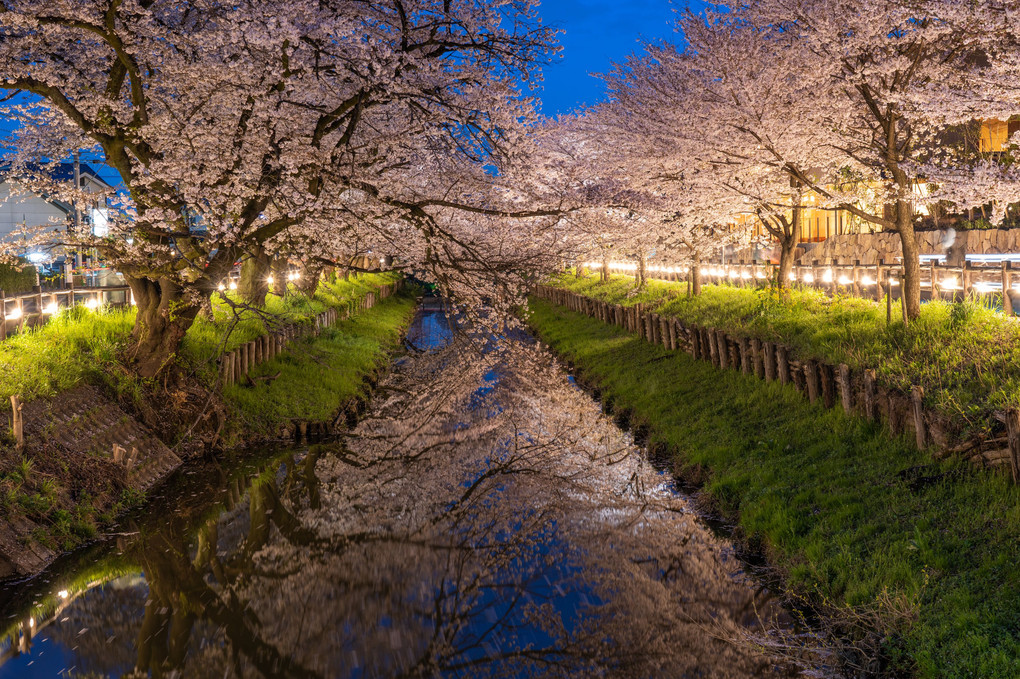 新河岸川の夜桜