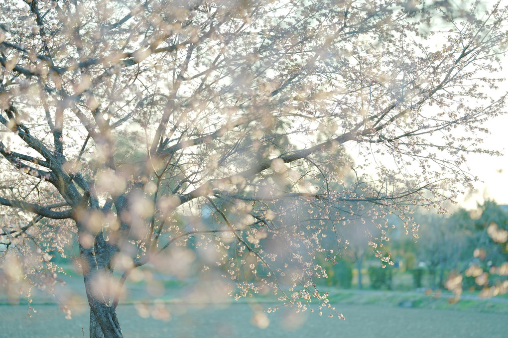 早朝の安行桜