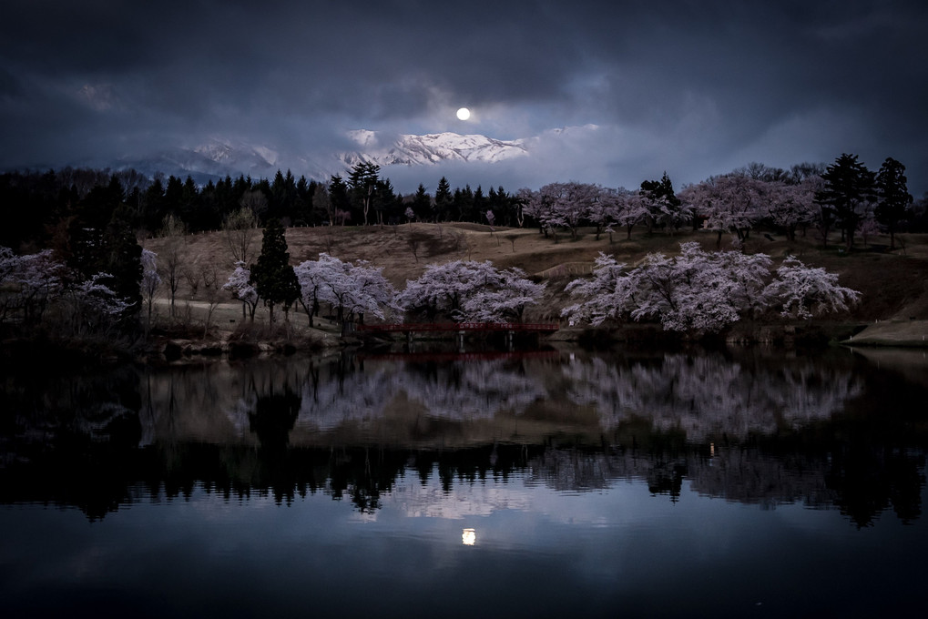 平成最後の満月と桜リフレクション