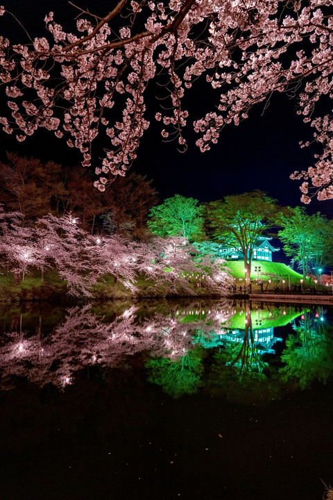 🌸高田公園の夜桜🌸