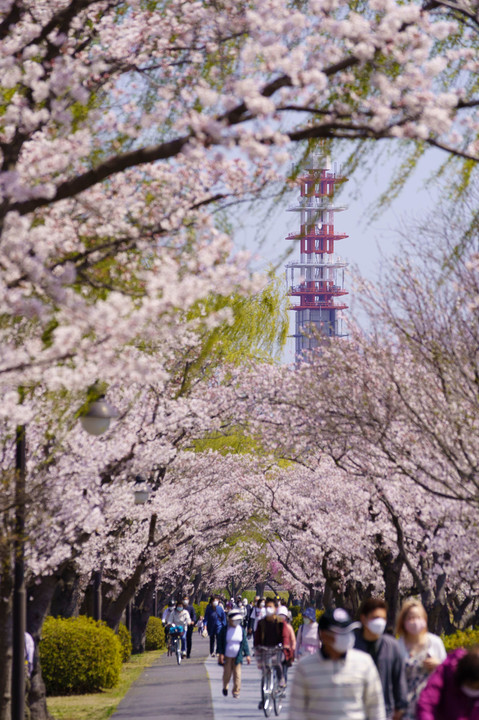 桜と電波塔