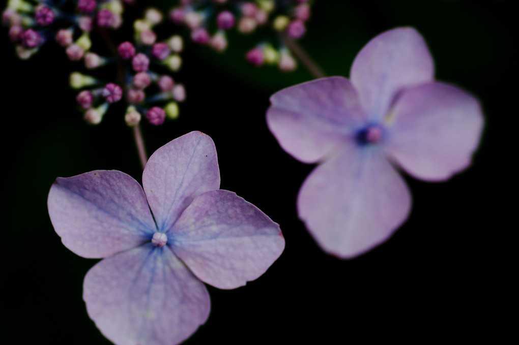 藤色の山紫陽花