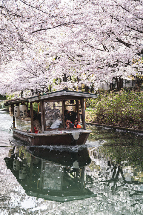 桜と十石舟