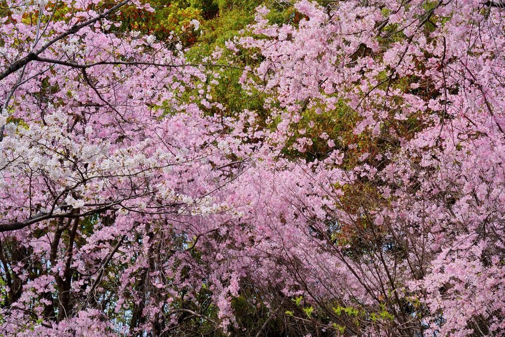 皇居外苑の満開の桜
