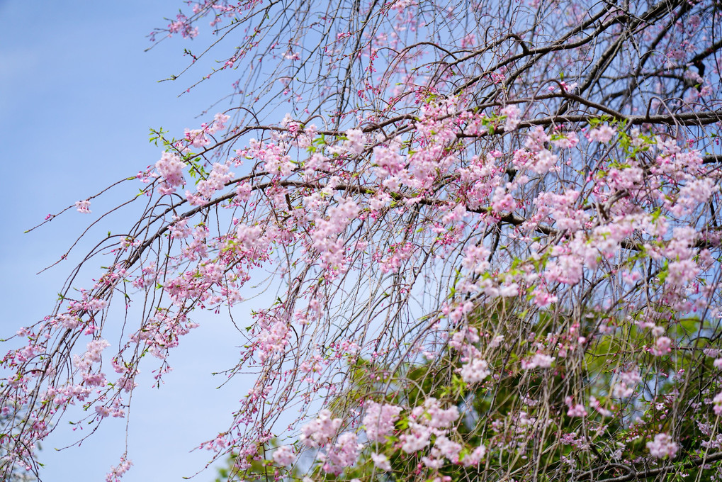 皇居外苑の満開の桜