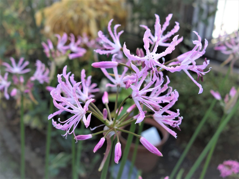 ネリネ ダイヤモンドリリー 花言葉 また会う日を楽しみに Kazutanさん Acafe Aの写真投稿サイト ソニー ネリネ ダイヤモンドリリー 花言葉 また会う日を楽しみに Kazutanさん Acafe Aの写真投稿サイト ソニー