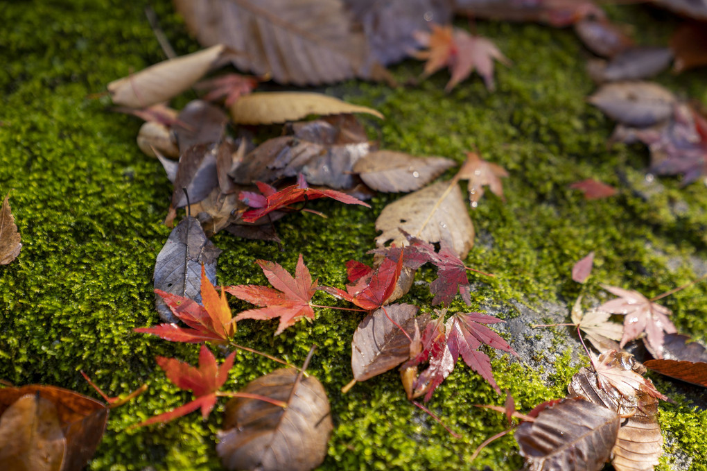 木漏れ日当たる苔と紅葉葉