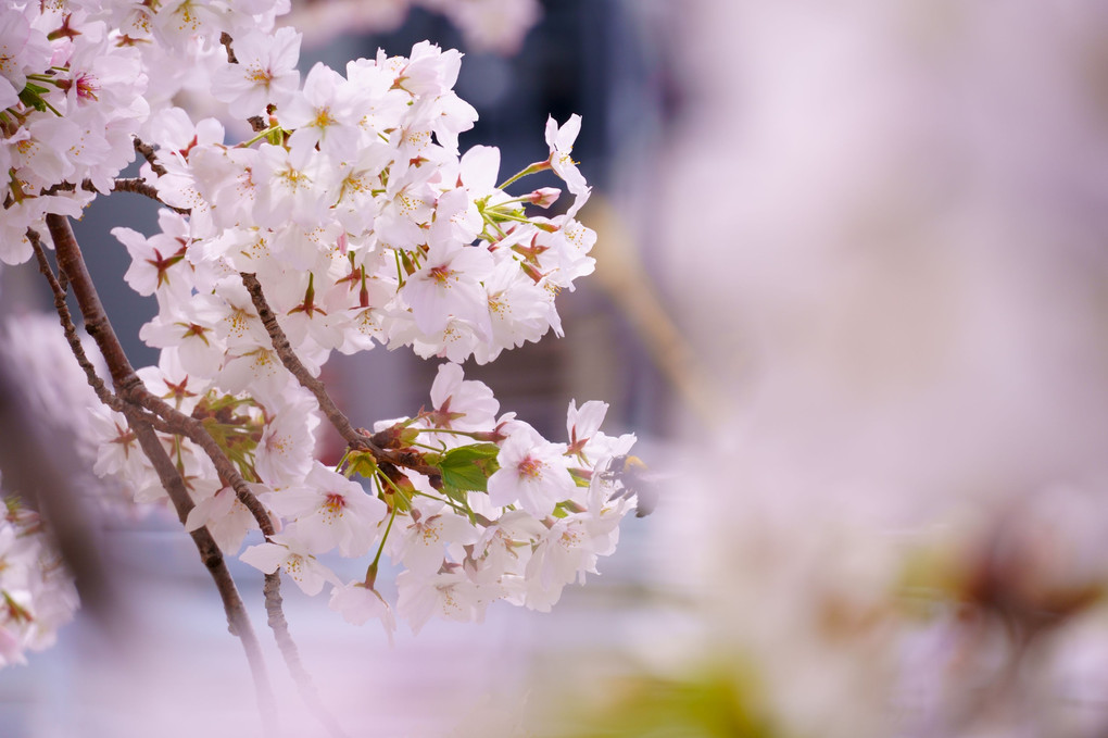 桜と阪急マルーン