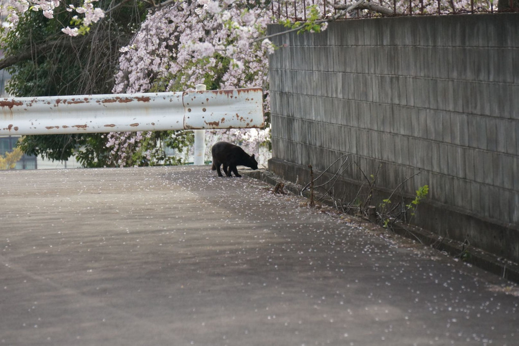 散歩と犬と猫と桜