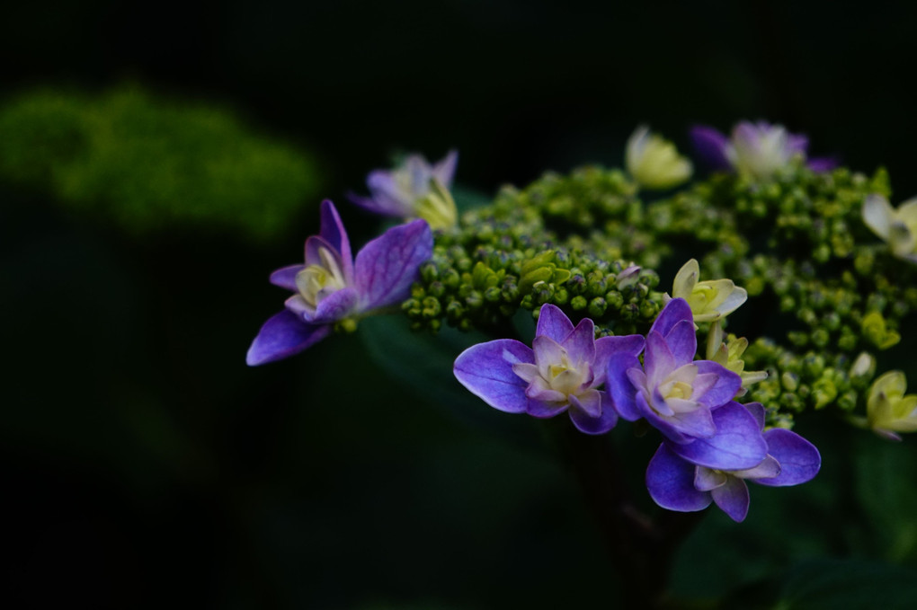 同じ紫陽花