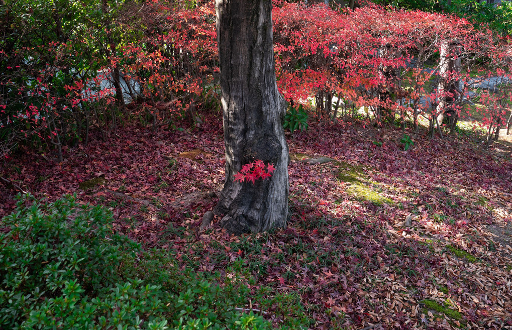 白鳥庭園の紅葉