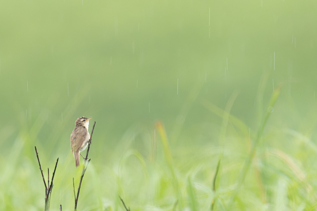 野鳥も雨は嫌いのようです #コヨシキリ#