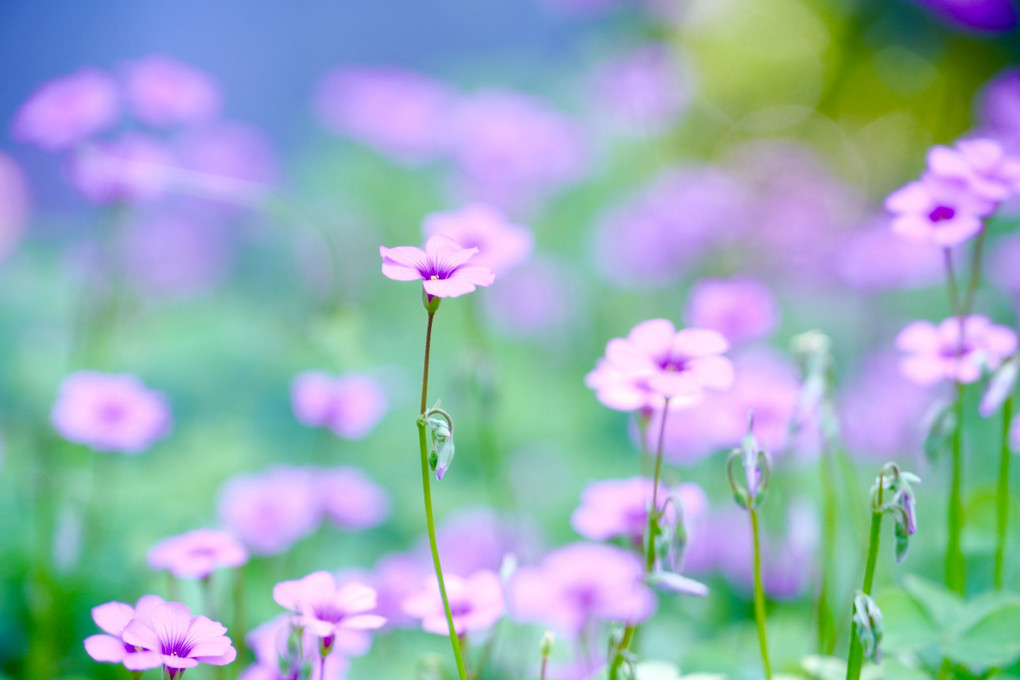 日比谷公園で可愛いお花見つけました まち子さん Acafe Aの写真投稿サイト ソニー 日比谷公園で可愛いお花見つけました まち子さん Acafe Aの写真投稿サイト ソニー