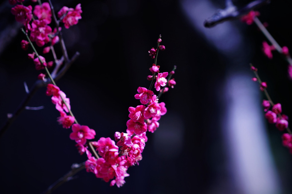 春を撮るⅠ「梅」