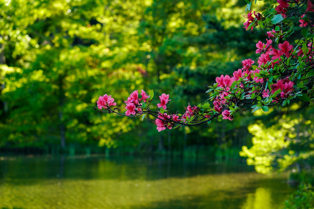 池の畔に華やかにひっそりとヤマツツジ咲く