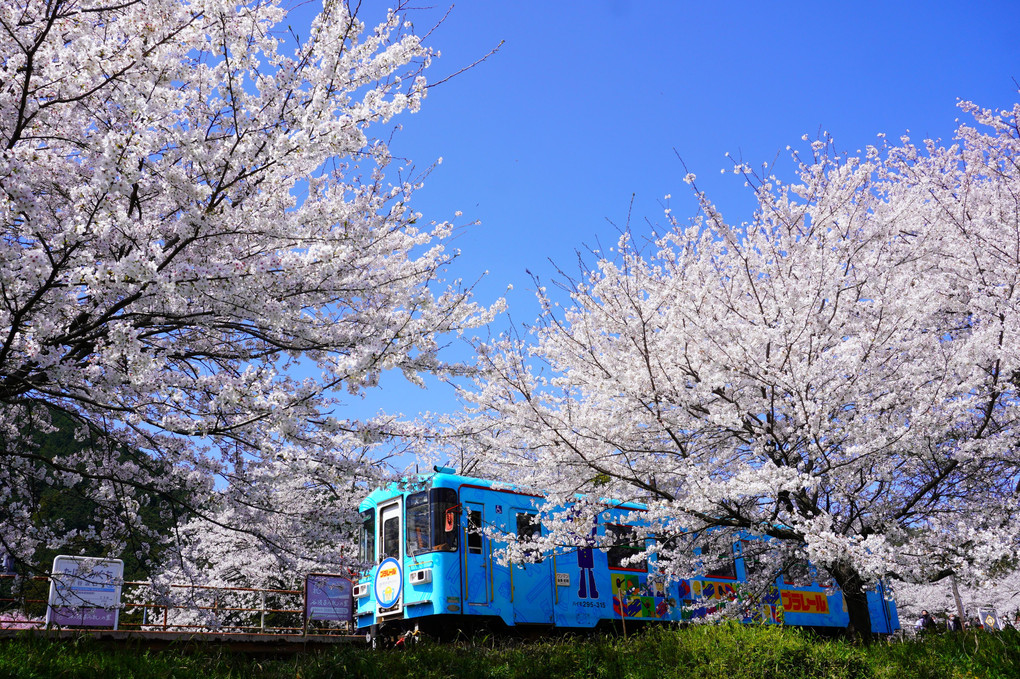 その駅は桜の中にありました　2023