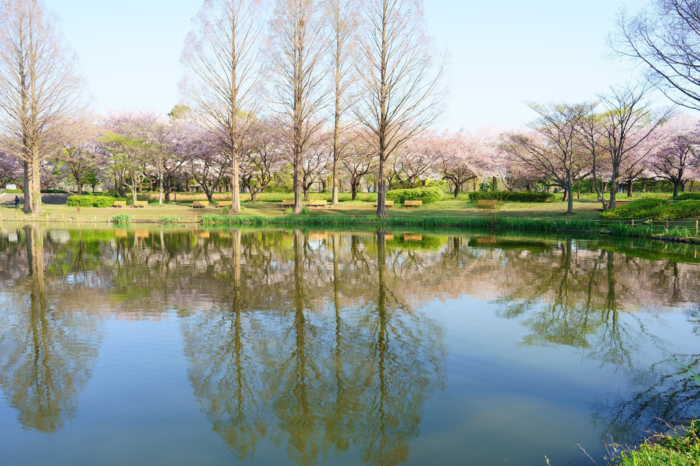 桜 舞い散る春の朝　川越水上公園