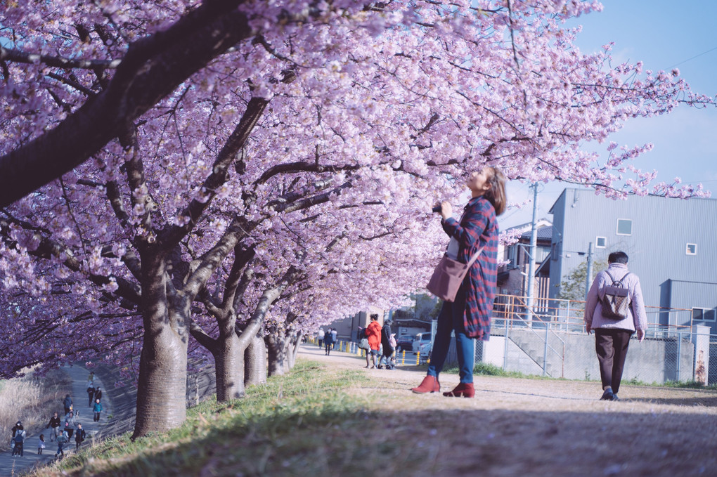 岡崎の河津桜