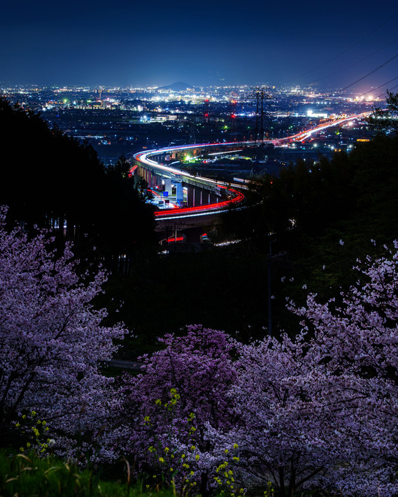 夜桜と夜景と