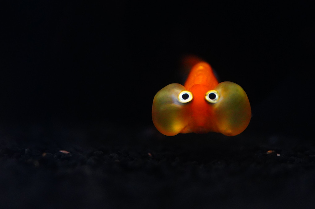 水泡眼金魚