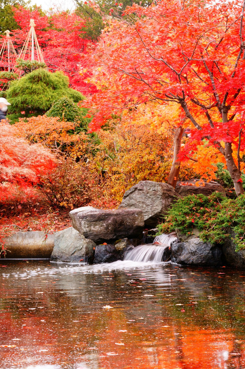 紅葉の日本庭園で